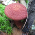 Suillus spraguei syn. Suillus pictus 'Granulated Suillus'